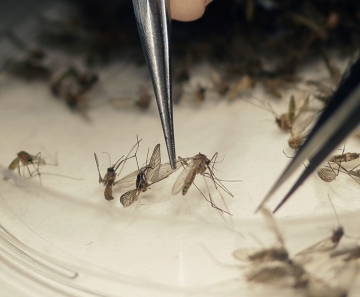 Mosquito Aedes aegypti é o tranmissor da zika, dengue e chikungunya. — Foto: LM Otero/Arquivo/AP Photo