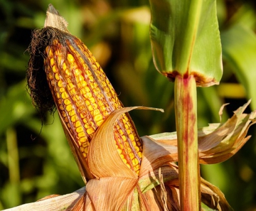 O estado deve colher 31,4 milhões de toneladas de milho. - Foto: Couleur / Pixabay 