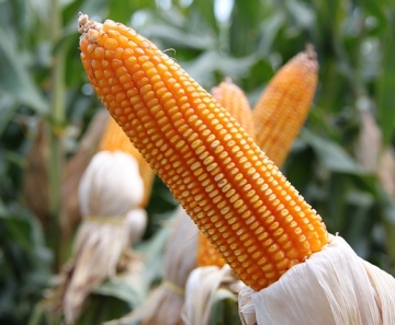 O Imea divulgou relatório apontando que o Indicador Imea exibiu 4,07% de alta na última semana para os preços do milho em Mato Grosso. - Foto: Pixabay