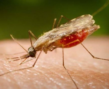 O mosquito Anopheles, transmissor da malária - Foto: Portal Biologia/Divulgação