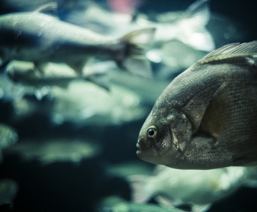 Estudo observou a influência da temperatura na relação entre o tamanho do organismo dos peixes e a sua função no ecossistema 