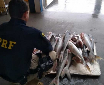 Pescadores são detidos com carga irregular de pescado — Foto: PRF-MT/Divulgação