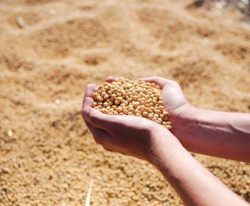 Produção de 246 milhões de toneladas garante o recorde da safra de grãos - Foto: Pixabay