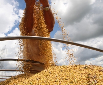 Safra de soja do Brasil 19/20 deve crescer 6,6% com aposta em clima melhor. - Foto: Divulgação
