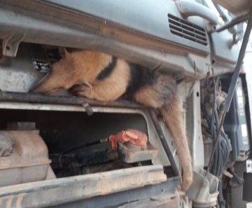 Tamanduá estava escondido na grade do caminhão. — Foto: PM-MT