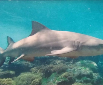 Os tubarões são vistos com facilidade nas praias da ilha de Fernando de Noronha 