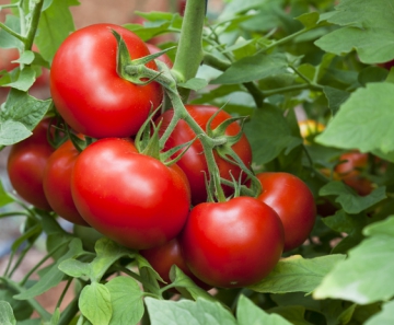 tomate