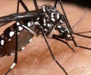Mosquito Aedes Aegypti