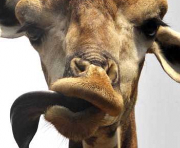 Girafa mostra lingua