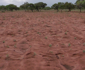 Plantação de milho em Alegrete do Piauí afetada pela estiagem. Foto tirada em 26 de março de 2012. 