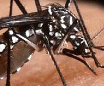 Rio é a cidade com mais mortes por dengue do país