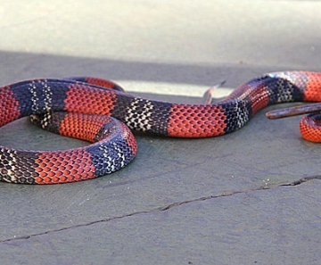 Cobra capturada pelos bombeiros foi levada para o Centro de Zoonoses 