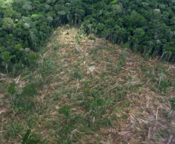 Políticas ambientais reduziram desmatamento na Amazônia no Brasil e na Colômbia, afirma a ONU