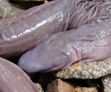 Atretochoana eiselti foi descoberta no Rio Madeira