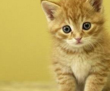 Gato
