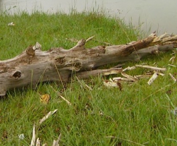 Incidente ocorreu próximo de um lago no Chácara Sol Nascente 