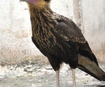 Animal foi encontrado por morador em condomínio de Cuiabá. 