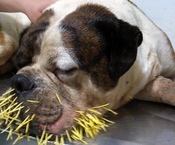 Cão foi levado ao veterinário após ser ferido por espinhos do ouriço 