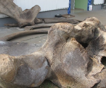 Ossos da baleia continuam na Unesp em São Vicente