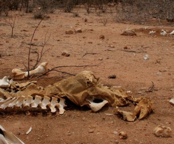 Cemitério de animais mortos pela seca em Lajes, RN 