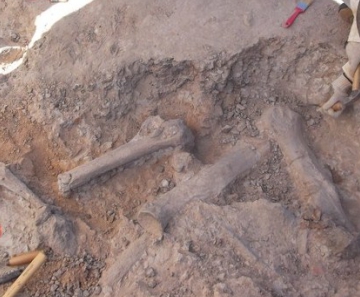 Pesquisador afirma que na região podem ser encontradas outras espécies de fósseis 