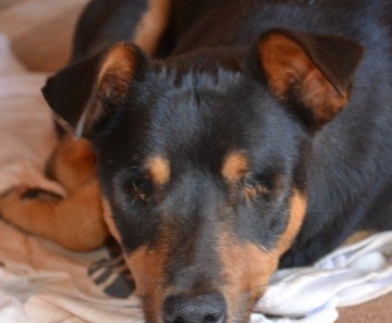 Cão teve os olhos arrancados em Ceres 