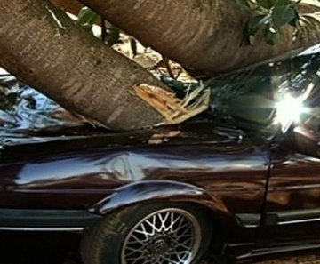 Parte de gameleira cai sobre carro, que fica destruído 
