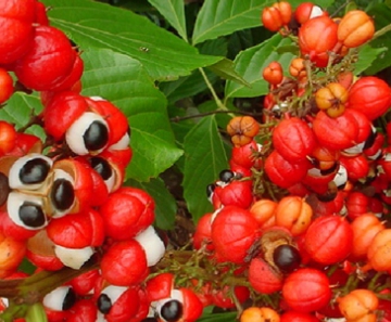 guaraná 