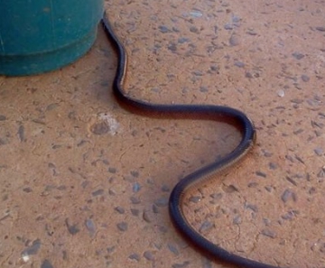 Cobra foi encontrada em veículo na cidade de Sinop