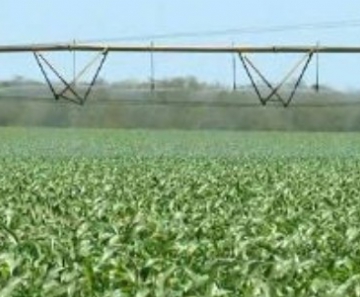 Soja é produto que mais gera renda em Mato Grosso. 