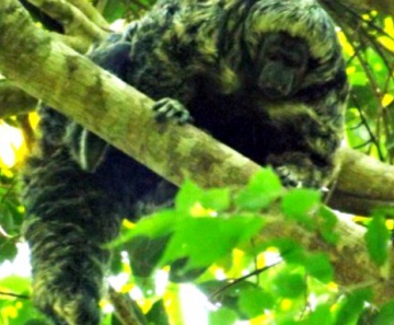 Animal fotografado em Mato Grosso deve passar por estudos 