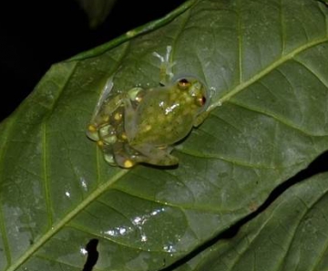 Macho da perereca de vidro hidratando a desova