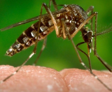 Aedes aegypti, que transmite dengue, chikungunya e zika 