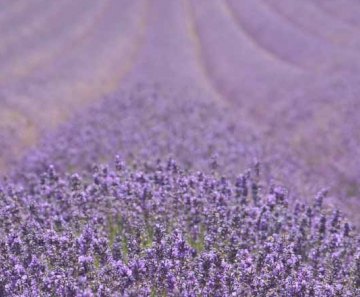 Campos de Lavanda