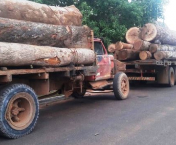 Ação integrada apreende caminhões com toras de madeira ilegal em Mato Grosso 