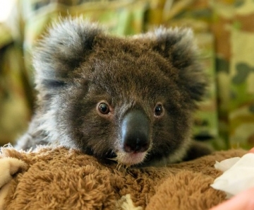 Abaixo-assinado pede que Nova Zelândia receba coalas ameaçados por incêndios na Austrália