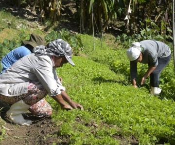 Áreas agrícolas atingidas em Mariana apostam em diversificar produção
