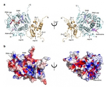 Artigo na 'Nature Communications' explica que vírus usa enzima para modificar seu próprio material genético e não ser reconhecido como um corpo estranho pelas células humanas. Mapeamento da estrutura pode ajudar em tratamentos contra a Covid-19.