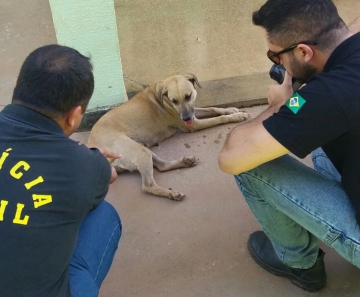 Cadela que aparece em vídeo de zoofilia postado por universitário — Foto: Divulgação/Polícia Civil de MT