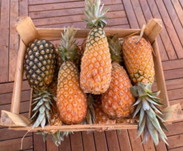 Colheita de Abacaxi - Foto: Divulgação