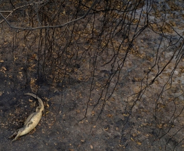 Com 2,5 mil focos de incêndio em 14 dias, Pantanal já tem segundo pior outubro da história
