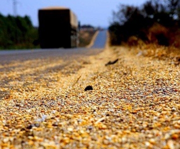 Conab divulga resultado da pesquisa sobre perdas no transporte e armazenagem de grãos - Foto: Divulgação