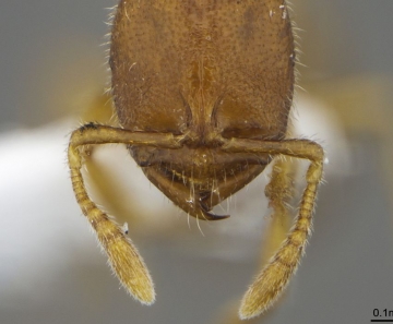 Descoberta foi publicada na revista Zootaxa, da Nova Zelândia
