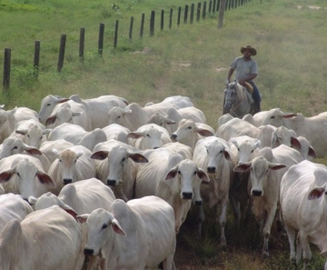 Essa disparada nos preços do boi gordo acontece principalmente pela demanda aquecida pela carne bovina brasileira - Foto: Divulgação