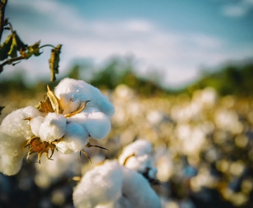 Exportação elevada enxuga excedente interno de algodão e impulsiona valores. - Foto: Pixabay