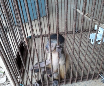 Filhote de macaco-prego era mantido em cativeiro em Araputanga — Foto: Polícia Militar de Mato Grosso/Assessoria