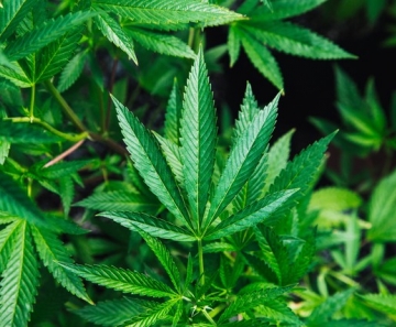 Folhas da planta cannabis sativa, conhecida como maconha, que dá origem ao canabidiol — Foto: Unsplash