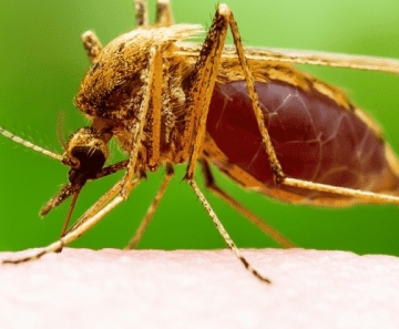 foto_de_mosquito_imagem_de_mosquito_mosquito_da_dengue_780x520