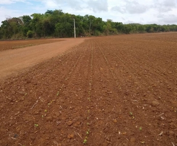 Começou a semeadura da safra de soja na região do médio Araguaia