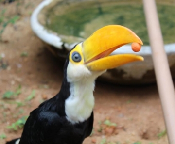 Guardiões temporários voluntários cuidam dos animais em condições adequadas até que possam voltar à natureza - Foto: Sema-MT